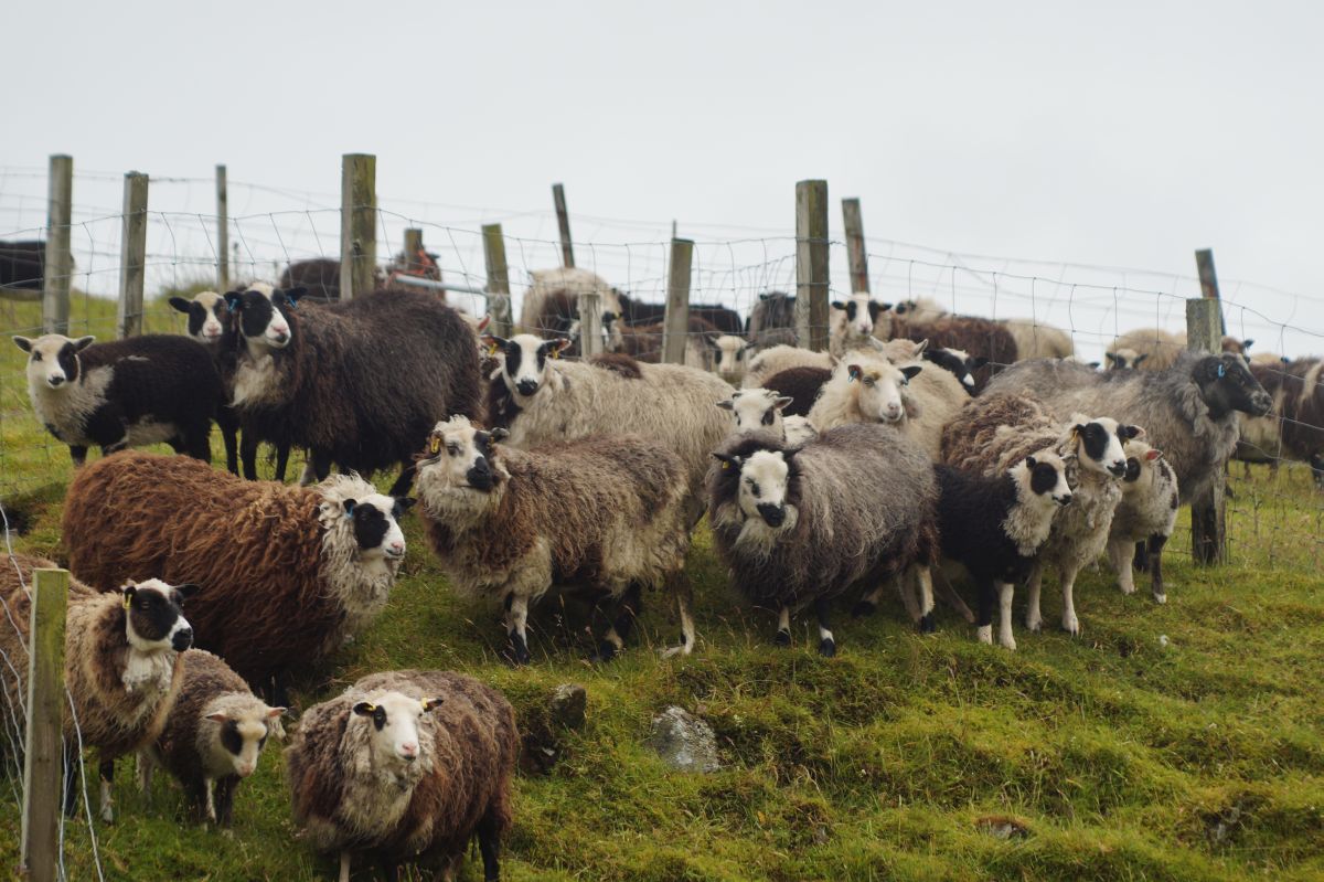 "Livestock production remains a key element of crofting"