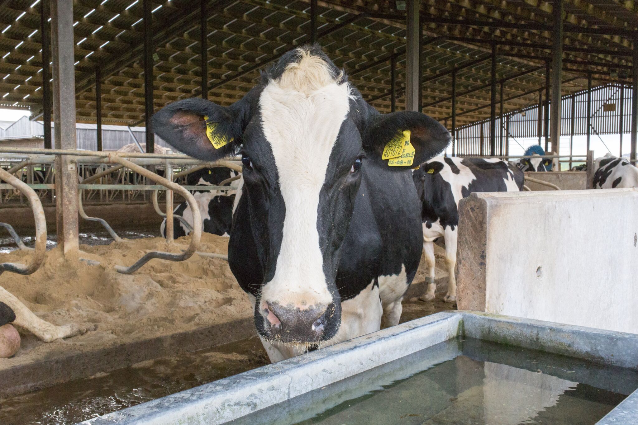 lltech E-CO2 was formed on the 5th February 2015 when global animal health and nutrition leader Alltech completed the purchase of The E-CO2 Project Limited