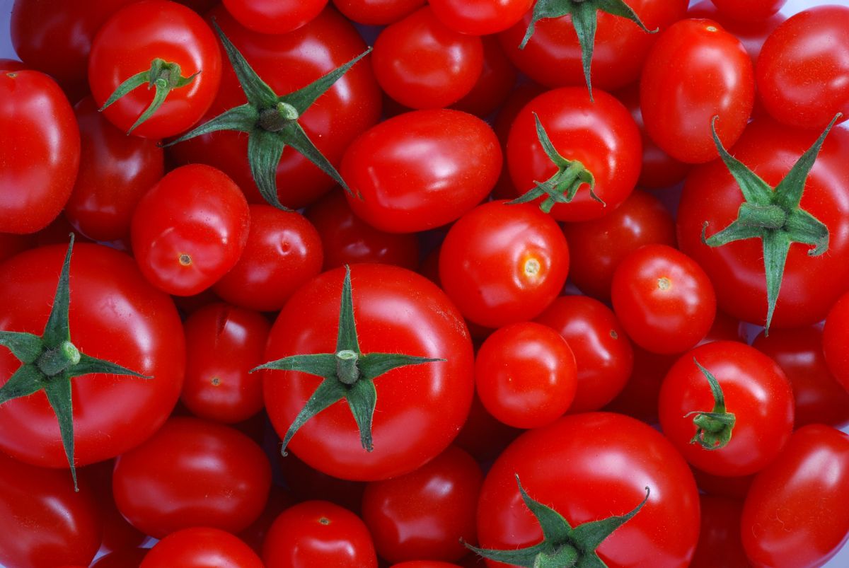 Salad days – tomatoes that last longer and still taste good 