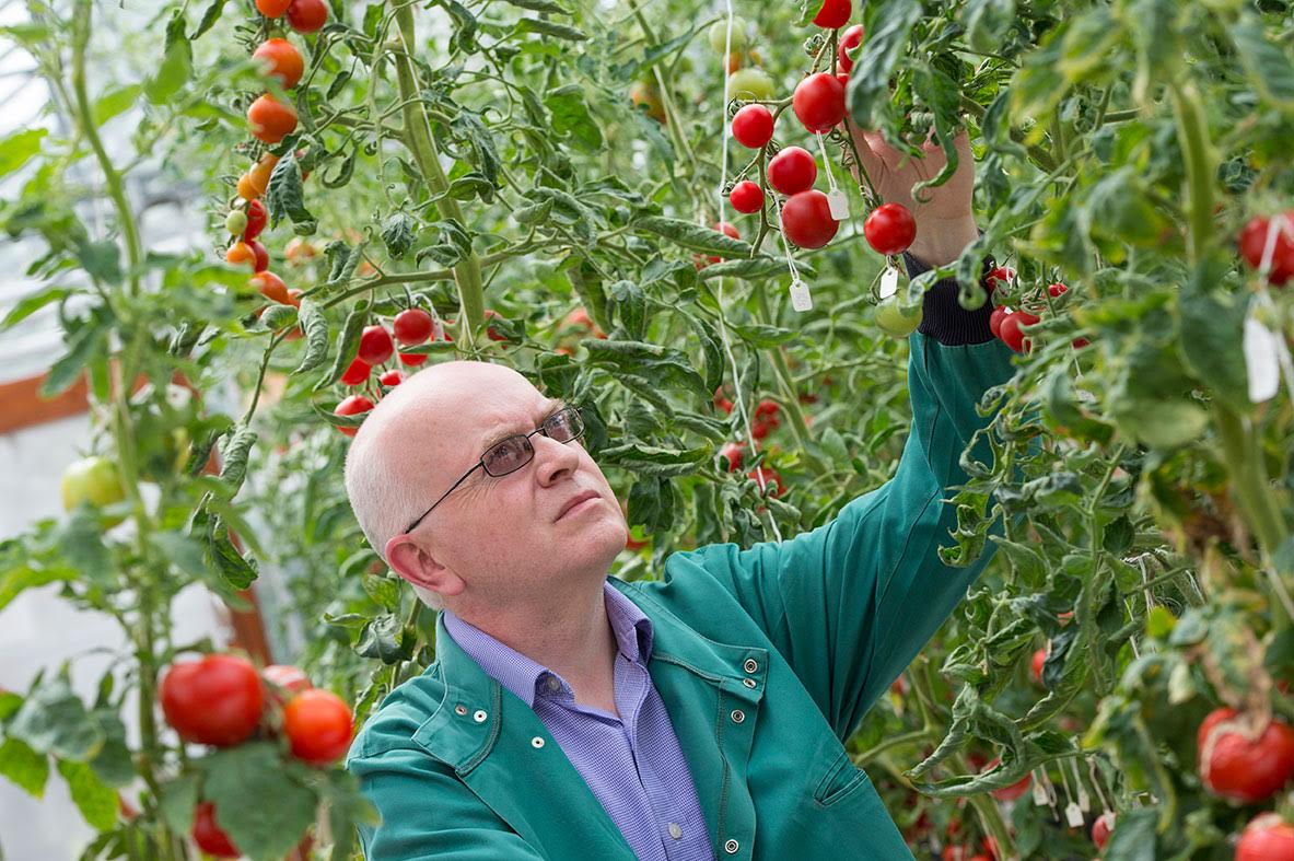 Graham Seymour, Professor of Plant Biotechnology in the School of Biosciences at The University of Nottingham