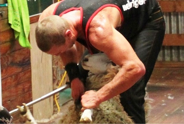  A sheep-shearing world record has been broken with thousands of people watching around the world