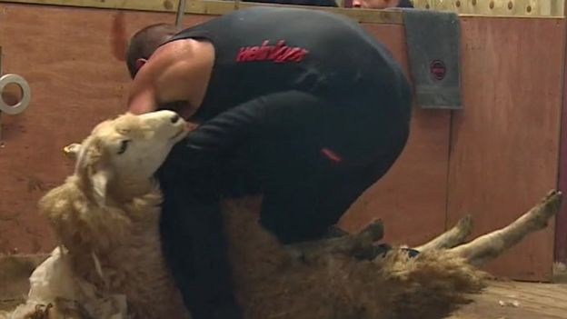 This was the first world record sheep shearing attempt in the northern hemisphere