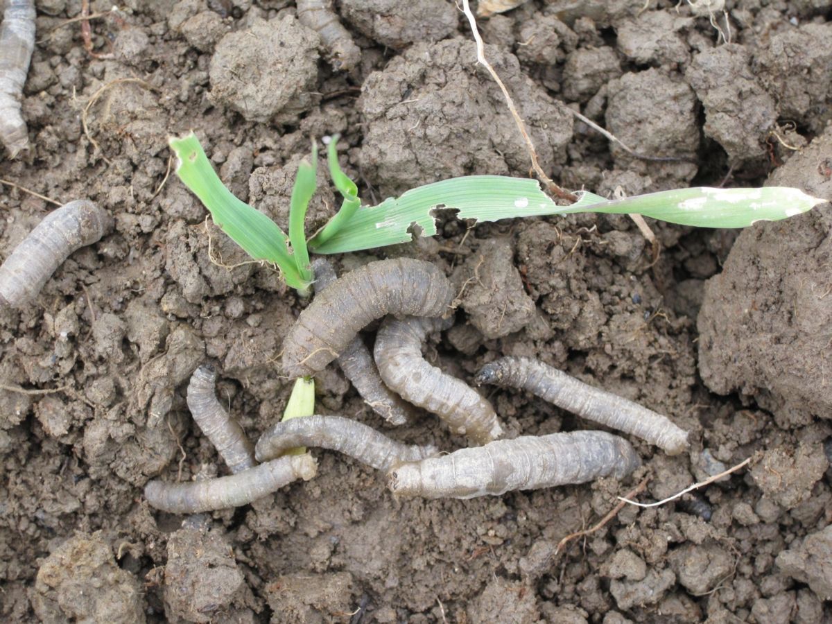 Leatherjackets live in top layers of soil where they feed on the roots, stunting crop growth or killing the plants