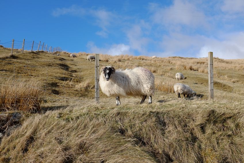 Fresh thinking on upland sheep farming is needed, says the TFA