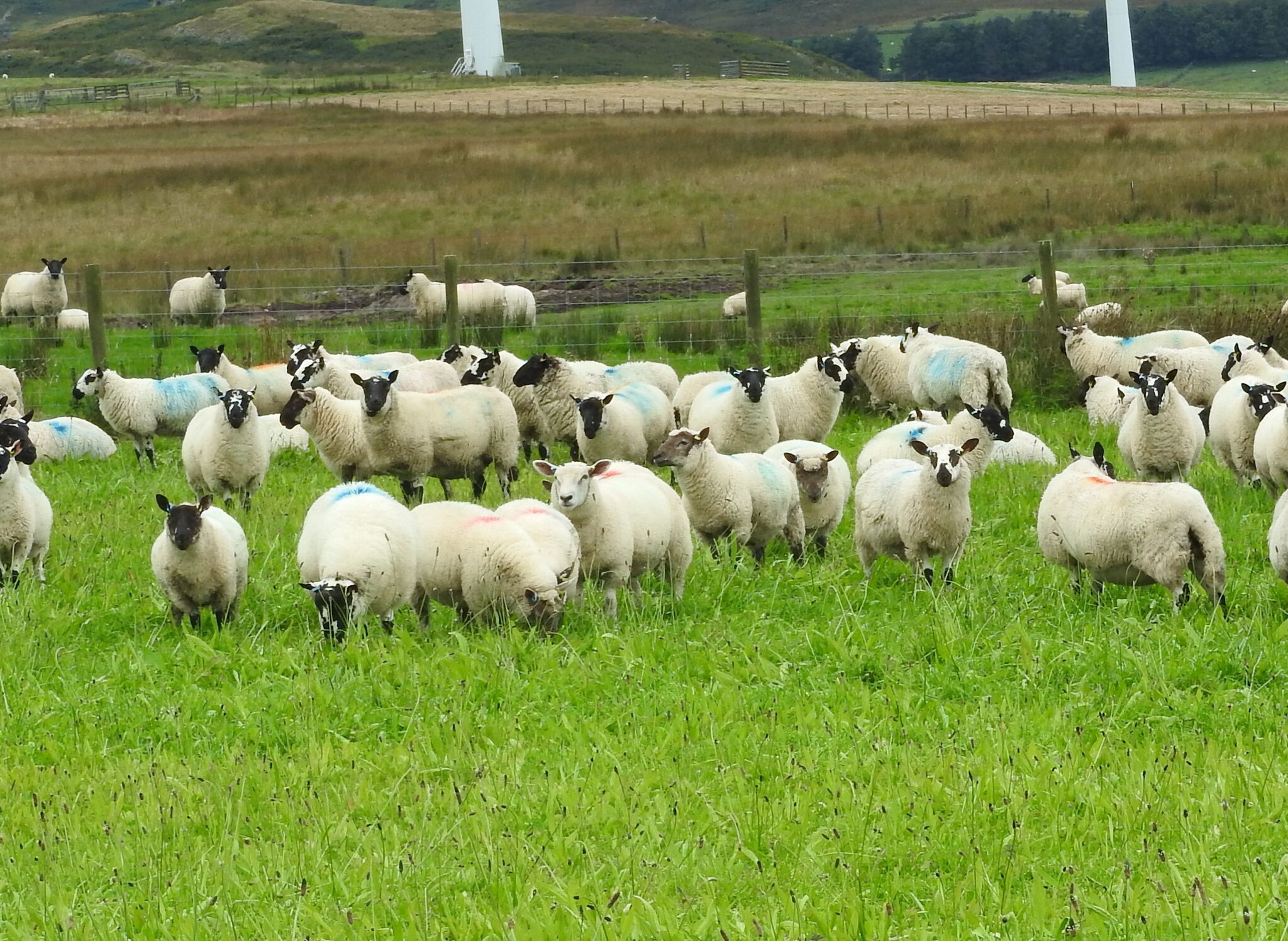 Sheep on plantain red clover and ryegrass