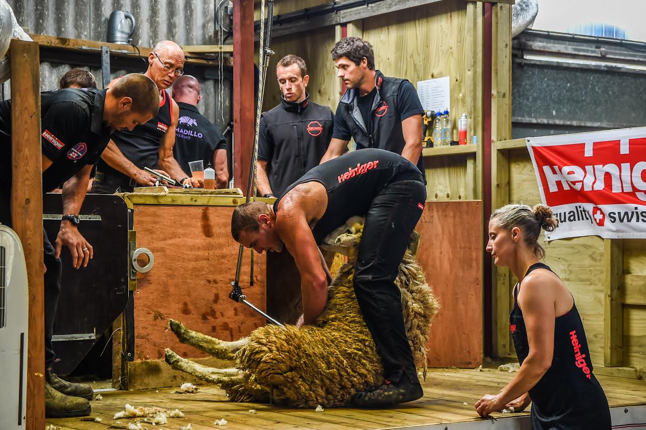 New Zealander-Brit Matt Smith shearing sheep
