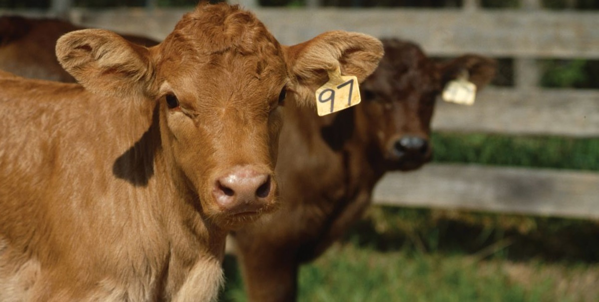 Farming Minister George Eustice announces simpler rules for livestock keepers to register land they use for animals