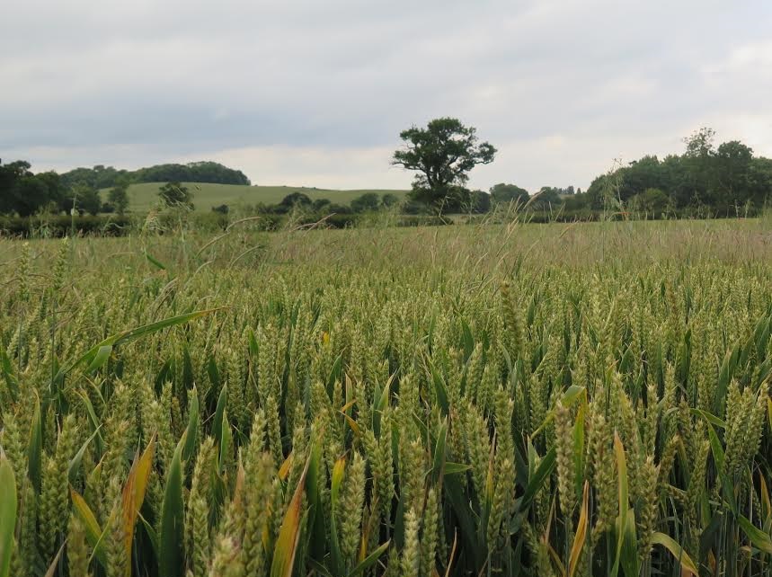 Blackgrass in field