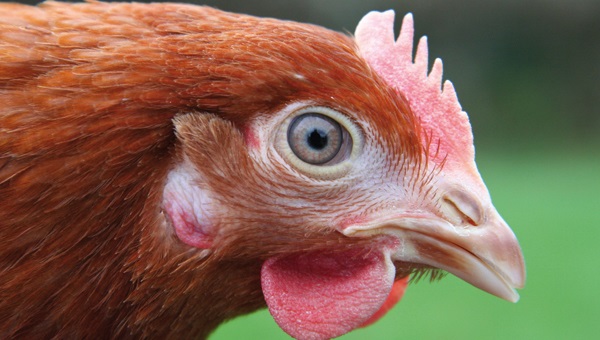 A ban on the use of beak trimming was due to come into force in the United Kingdom this year