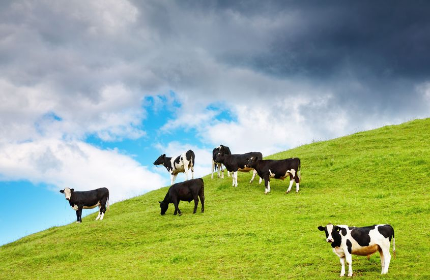 Decline in value of Sterling 'would have a negative impact' for dairy farmers