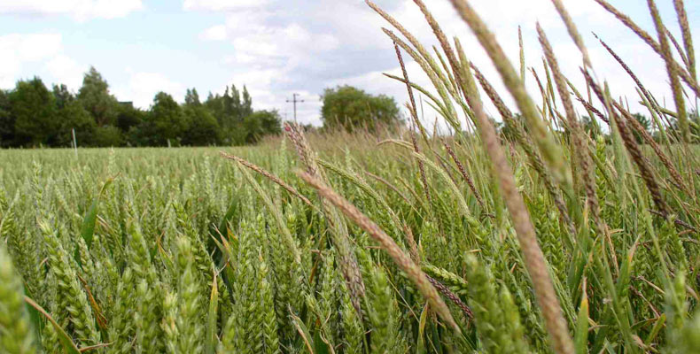 There are populations of black-grass weeds present naturally in Scotland