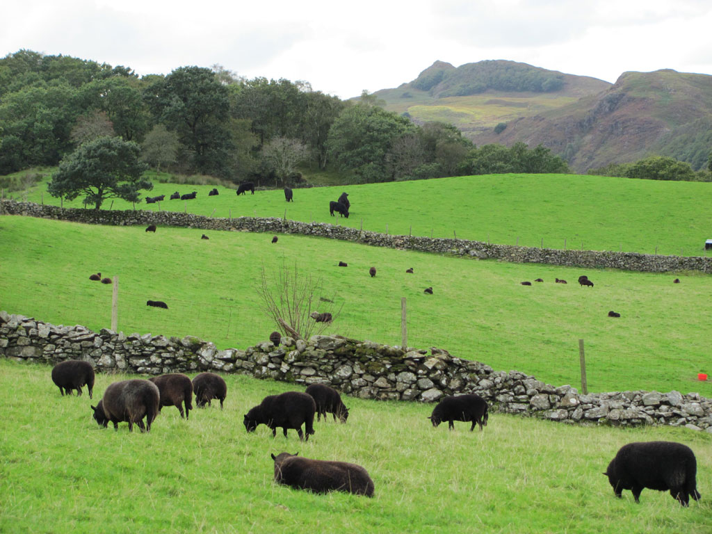 The first introductory meeting of the sheep group will be held in November