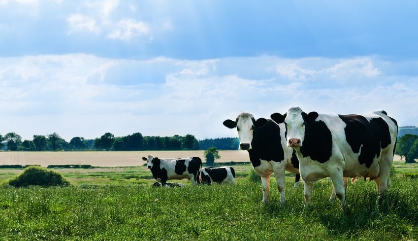 Global milk production shows signs of stability