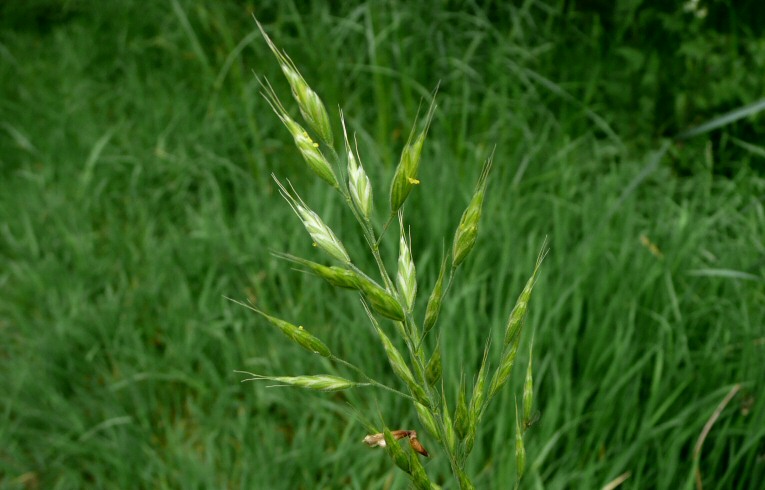 Identify brome populations pre-harvest