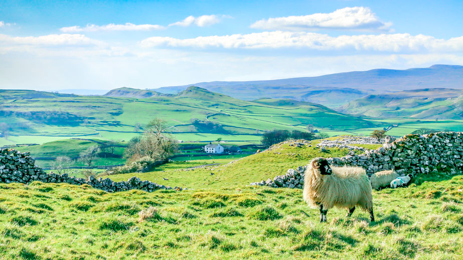 Last month, Irish agriculture minister Michael Creed said there was 'no upside' for Irish farmers after Brexit.