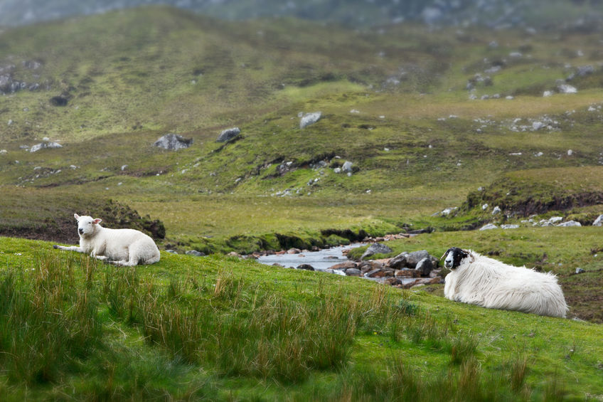 Over £700,000 funding for crofters