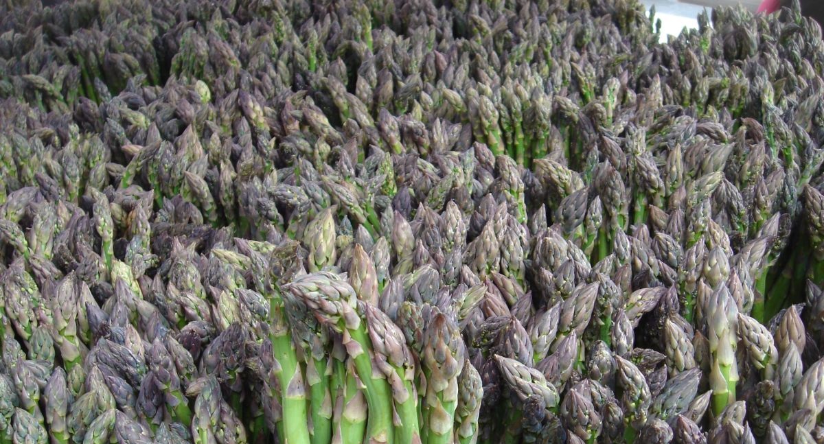 Tax Tribunal unable to decide whether asparagus growing is farming or market gardening