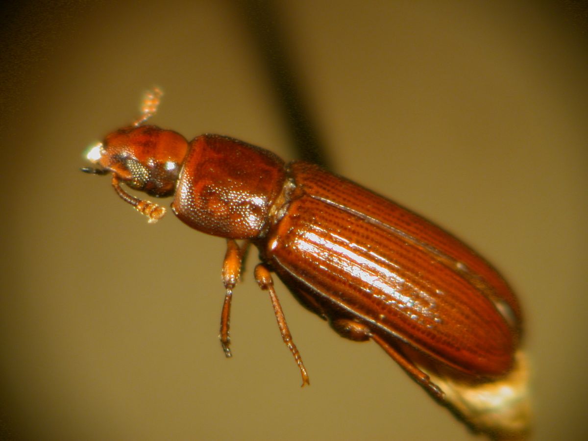 The red flour beetle (also known as the rust-red flour beetle)