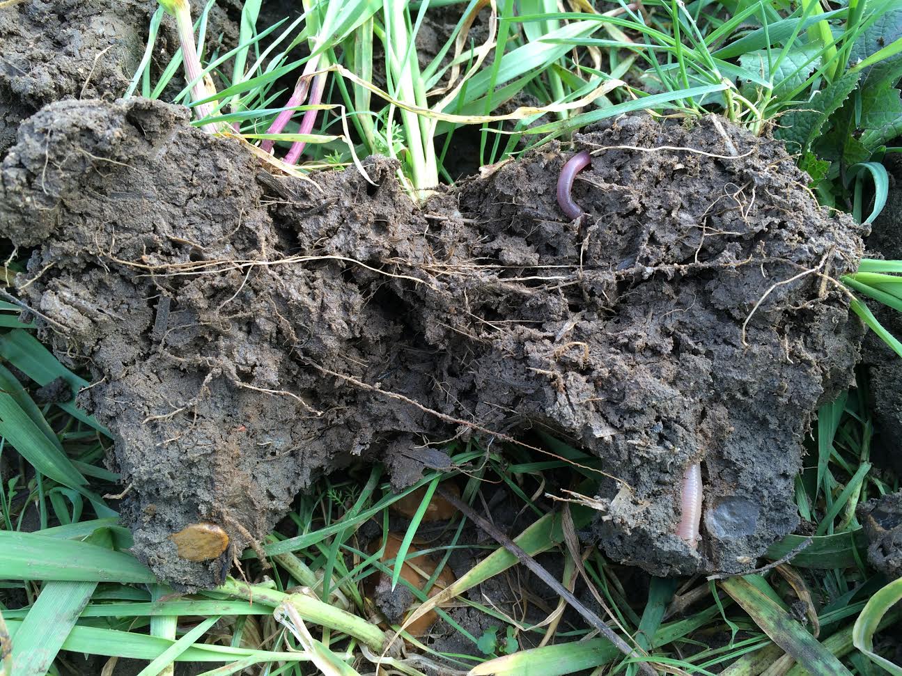 Cover crop worm structure