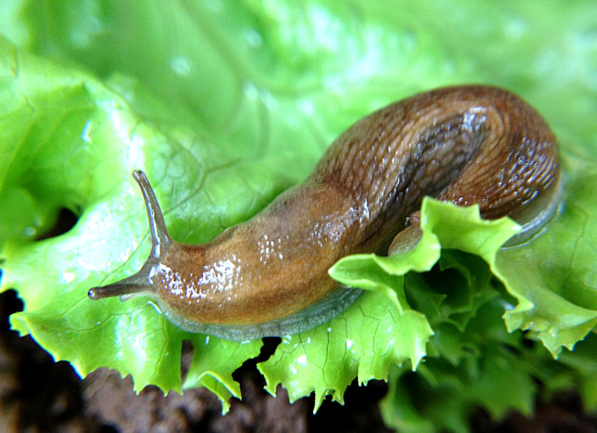 High number of slugs seen in 2015/2016 should not be attributed to cover crops