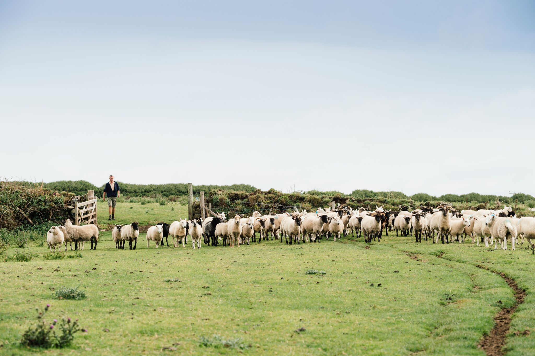 Nevil Amiss herding his Lleyn Cross flock at Tregullas Farm