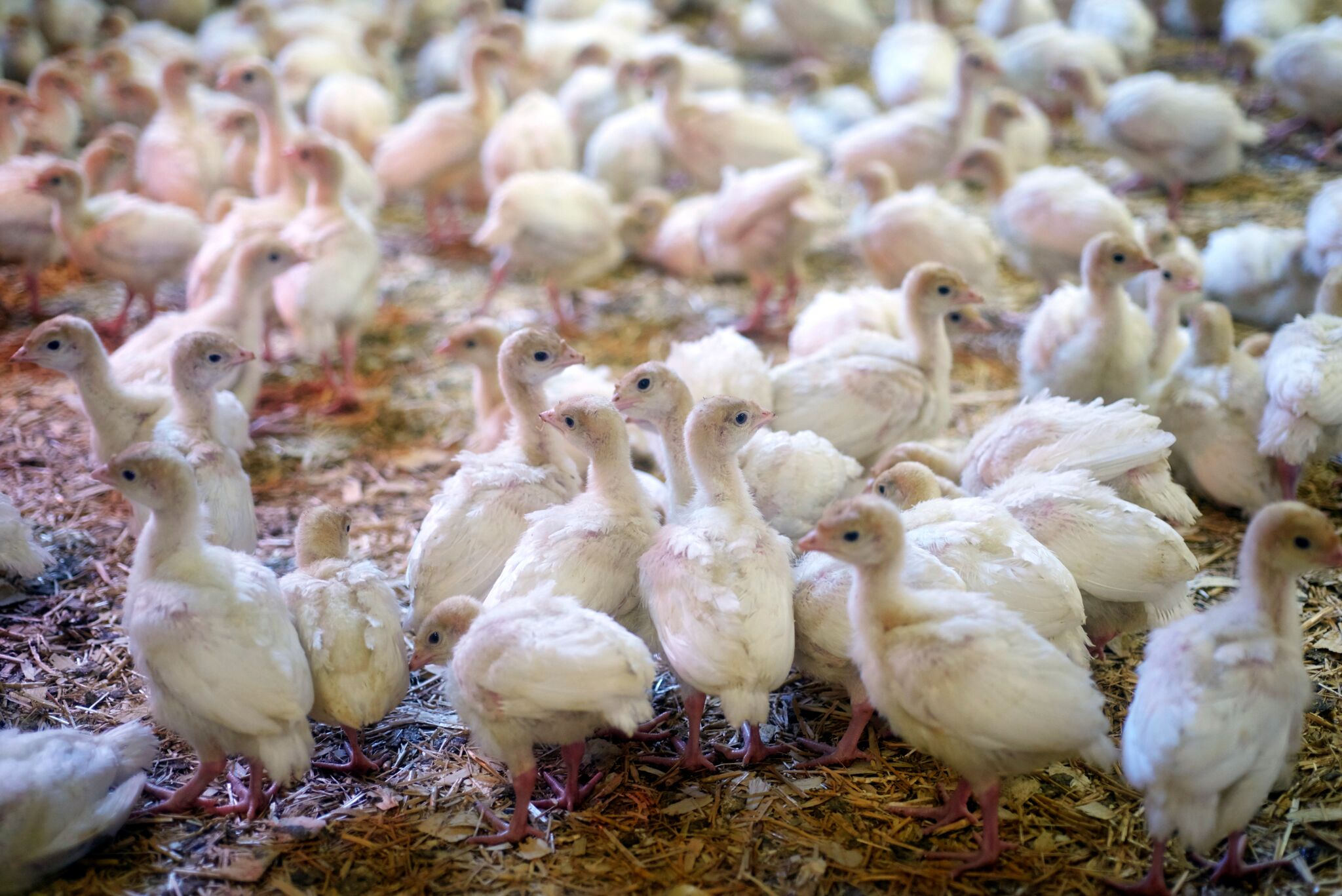 Turkey chicks at F. Conisbee & Son in Surrey