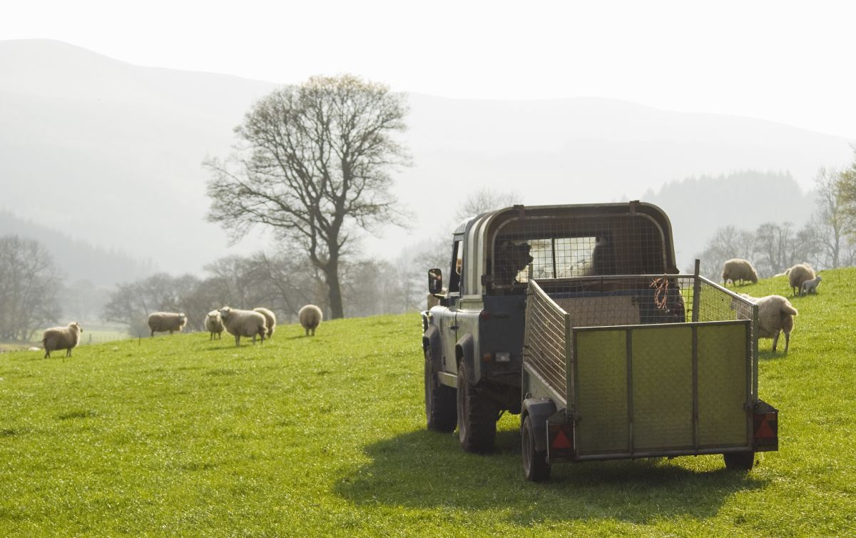The Livestock Auctioneers’ Association is the national organisation representing auctioneering firms which occupy and run the livestock auction markets of England and Wales