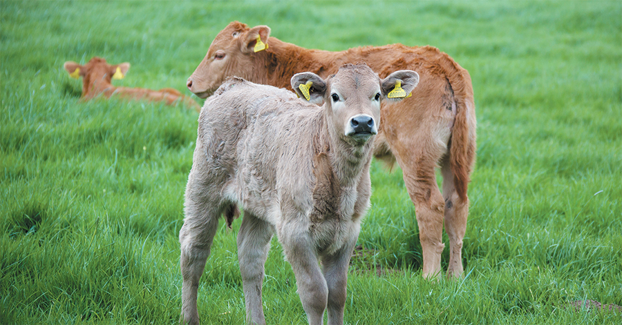 Increased threat of husk in adult cows and unprotected youngstock