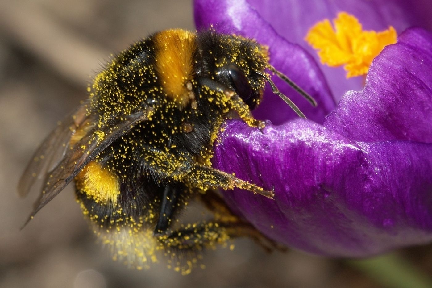 The new study used a radar to show how individual bees explore their environment and search for food