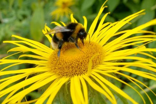 Understanding how bees use the space available to them provides insights into how to manage landscapes