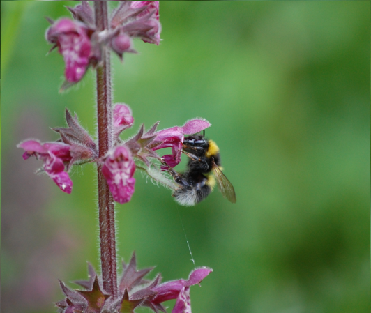 Bees provide an invaluable service to both natural and agricultural ecosystems