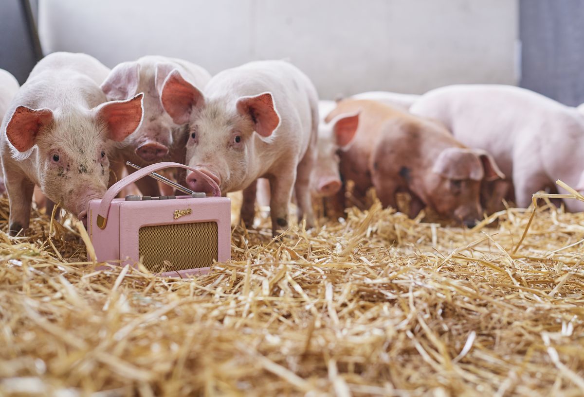 Do pigs enjoy a bit of 18th century classical music...?
