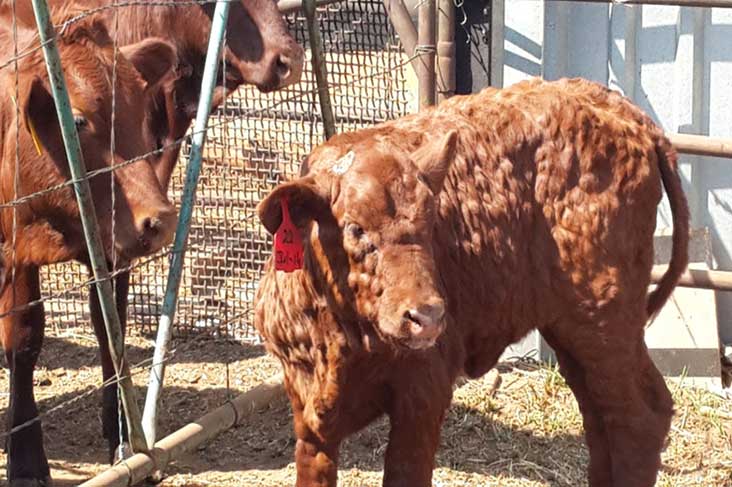 Lumpy skin disease is a viral disease that affects cattle (Photo: Dr Neil Fourie)