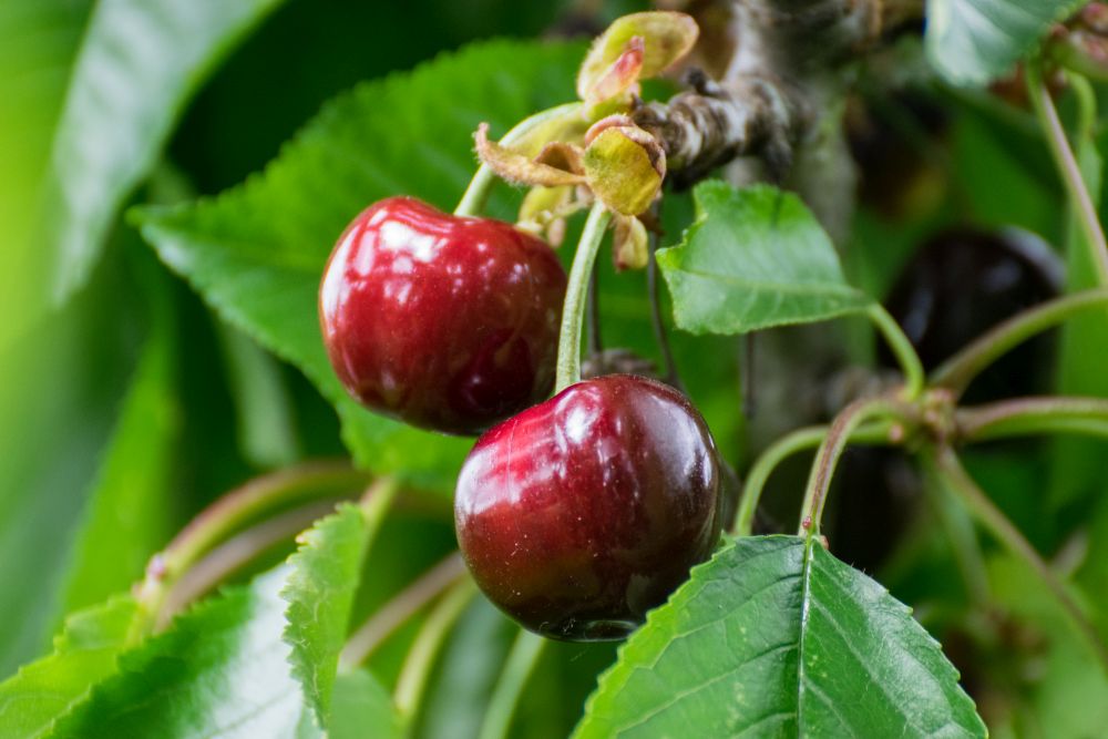 Mild UK winter and wet spring produce larger cherries and apricots (Photo: 0x010C)