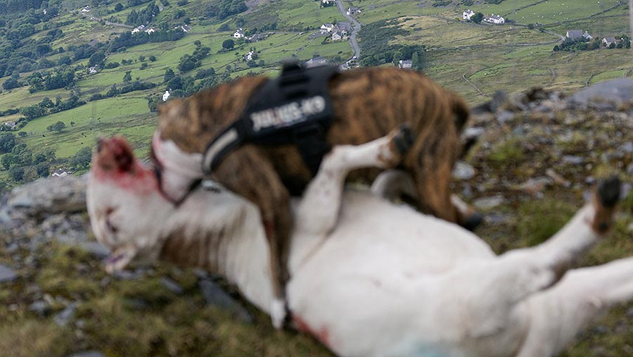Farmer shares graphic dog attack photo on Twitter to amplify livestock