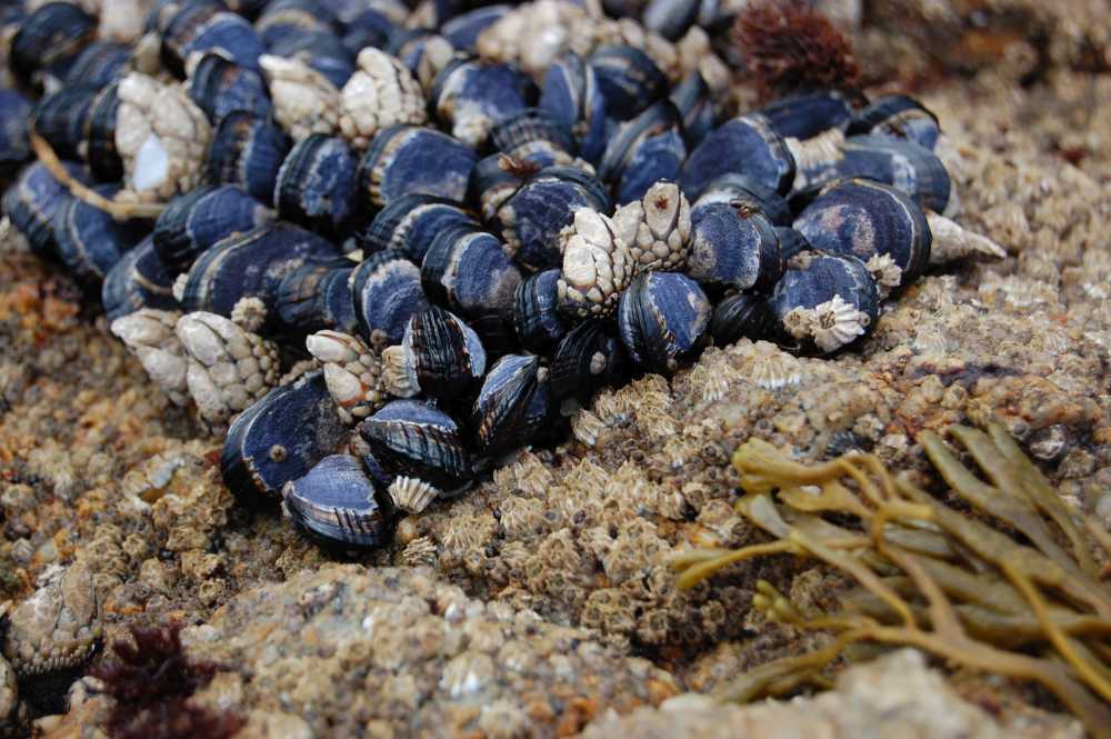 Conwy Mussels is the latest Welsh product to join the elite ranks of Welsh produce protected by the scheme