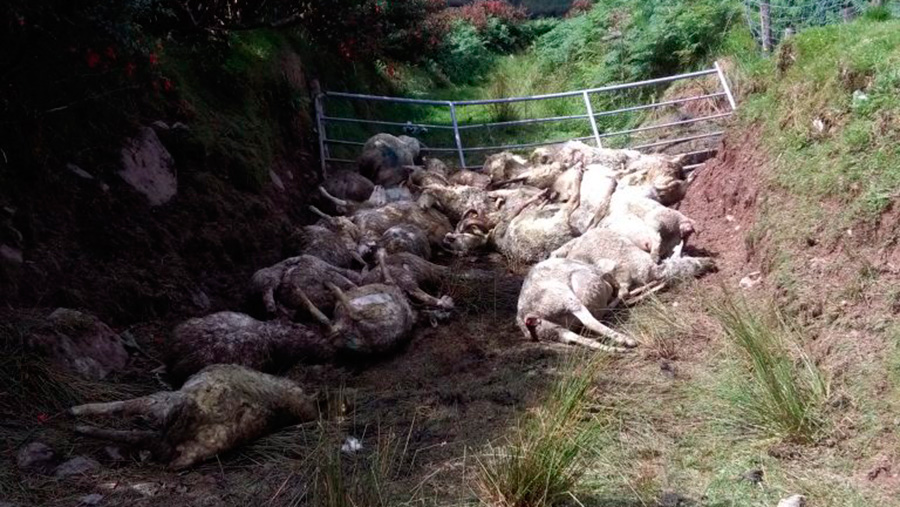 The 36 deceased sheep included 10 ewes, along with 26 Texel lambs Photo: @jerosullivanRK Twitter
