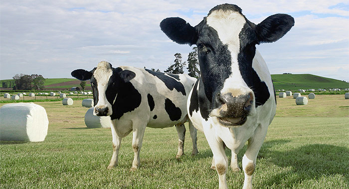 Welsh Dairy Stockperson of the Year Award seeks to champion dedicated, committed and enthusiastic dairy stock managers