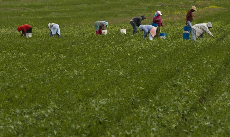 The majority of fresh British crops are packaged by 70,000 overseas workers