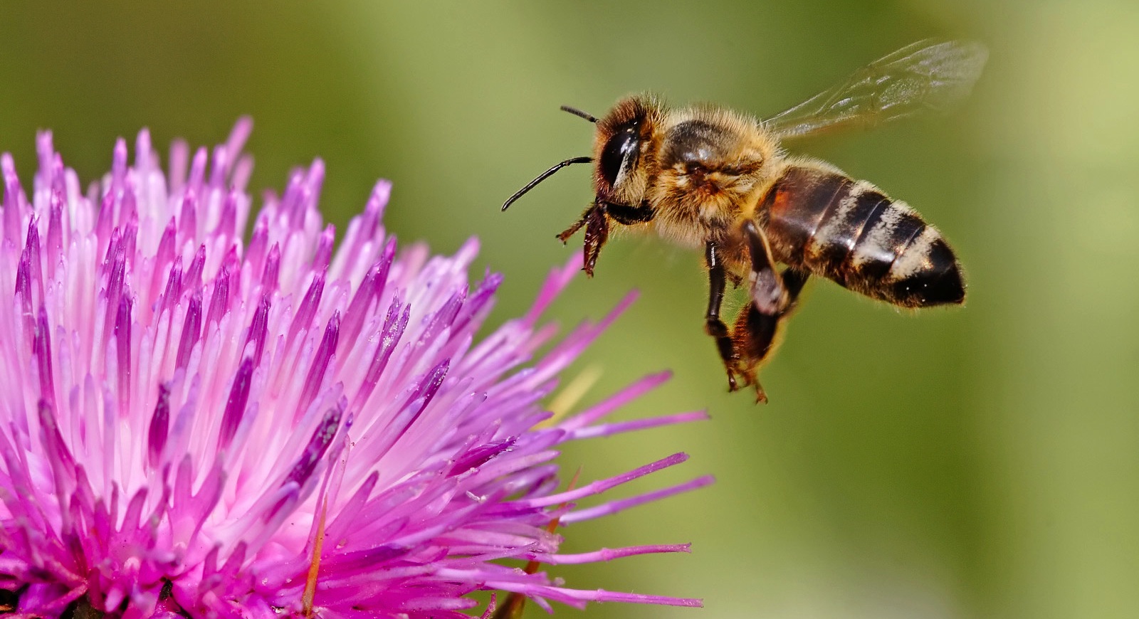 New research has identified the most serious future threats to pollinating species