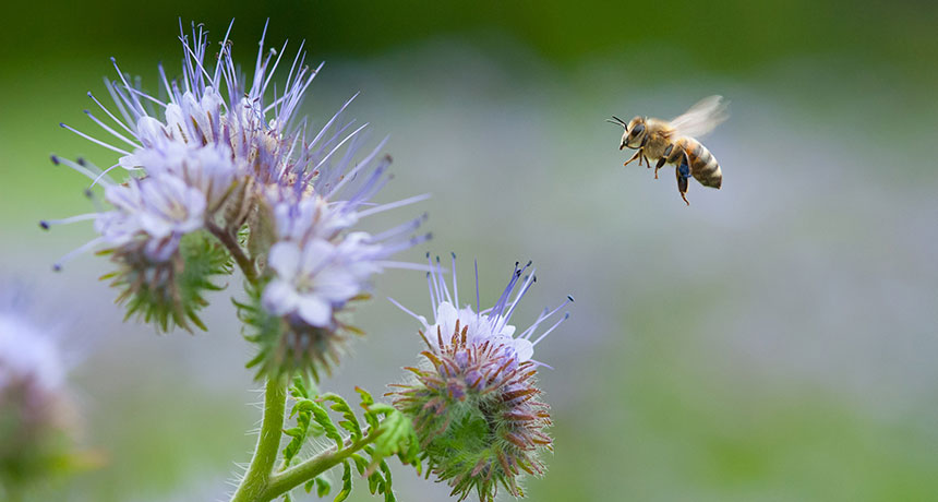 The research highlights consolidation of the agri-food industries as a major potential threat to pollinators...