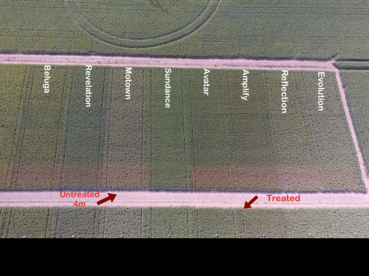 An aerial picture taken of variety trials