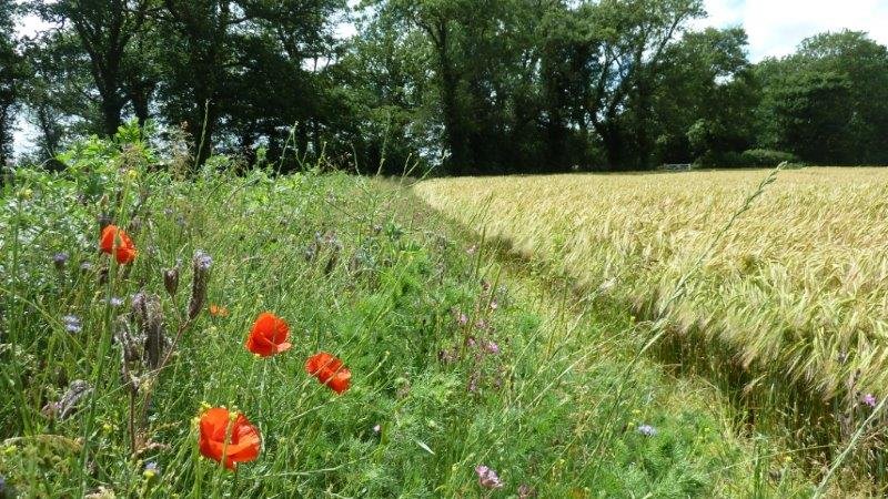 Agri-environment schemes provide funding to farmers to farm in a way that supports biodiversity