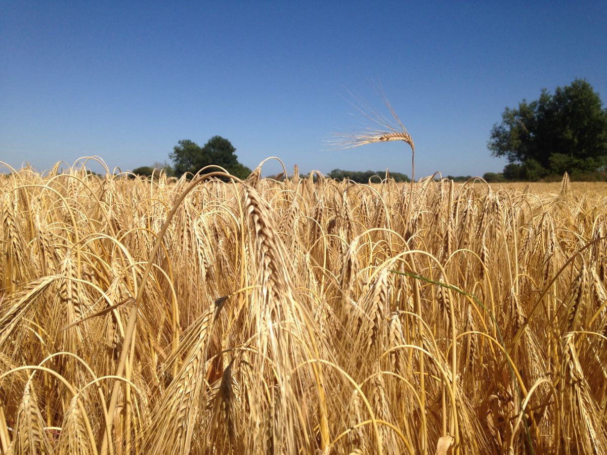 The fungus that causes Ramularia leaf spot in barley is the latest organism to have its genome sequenced and investigated