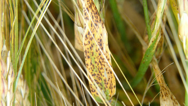 The leaves die prematurely, reducing photosynthesis, and causing yield losses of up to 70 percent