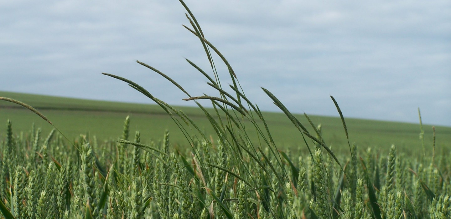 Blackgrass is a weed, often resistant to normal herbicides