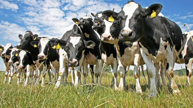 Dairy farmers in UK and Germany hold protests over unfair returns