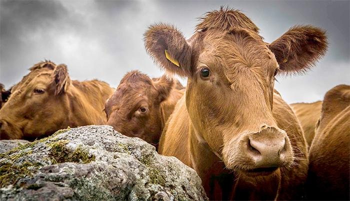 Brian's herd went down with the disease in the late 1990s