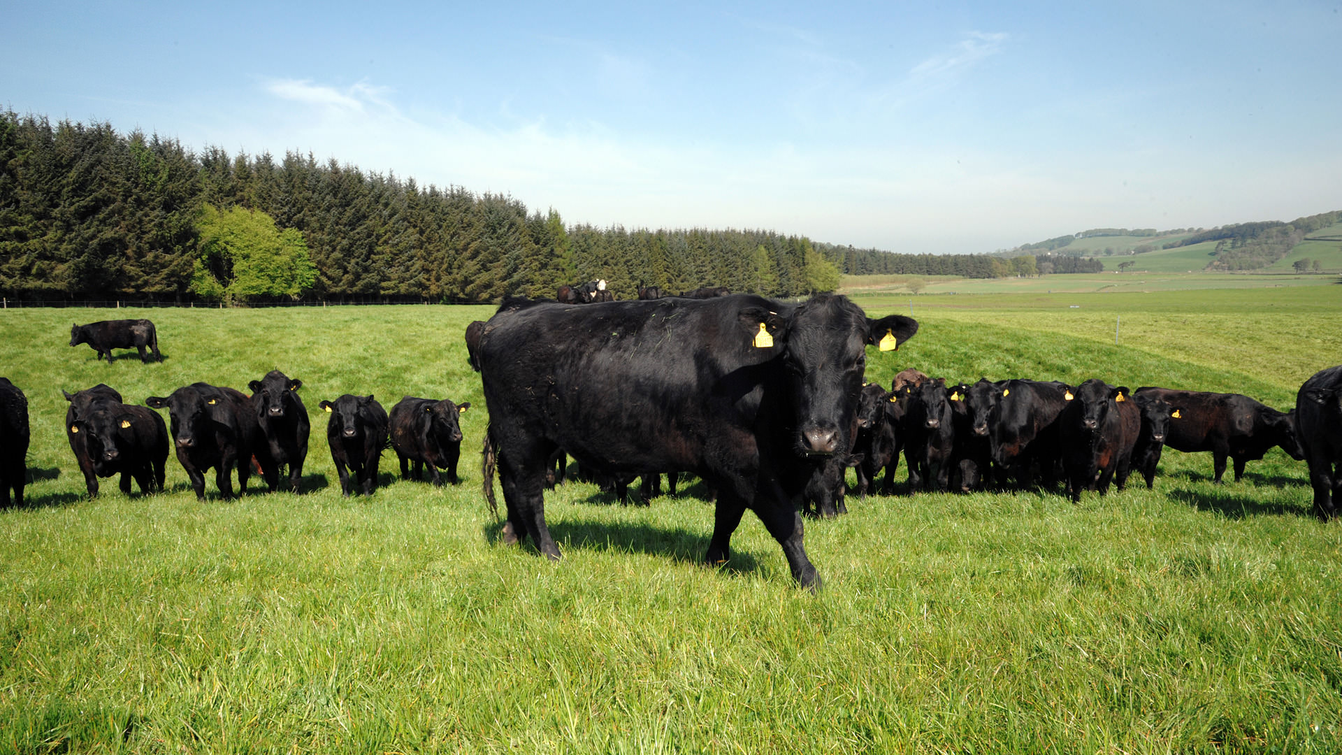 A field of Aberdeen Angus cattle
