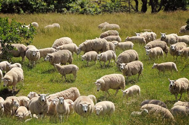 A new initiative has been launched to help the UK sheep industry